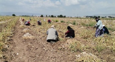 Kahramanmaraş’ta sarımsak hasadı başladı