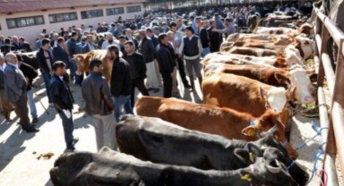 Elbistan’da şap hastalığına karşı karantina kararı alındı..