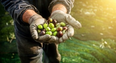 2023-2024 Dönemi Zeytin Hasadı Başlıyor 