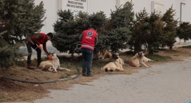 Sokak Köpekleri Rehabilite Edilmek Üzere Barınağa Götürülüyor