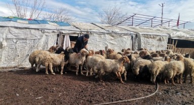 30 bin lira ücretle çoban arıyor..