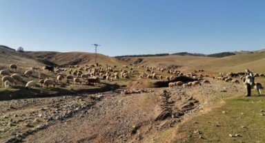 Deprem Bölgesinde Hayvancılığa Destek