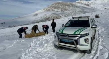 Jandarma doğa hayvanlarını unutmadı..