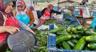 Kahramanmaraş'ta Salatalık Hasadı Başladı: 35 Bin Ton Rekolte Bekleniyor
