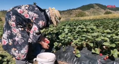 Çilek, tersine göç başlattı..