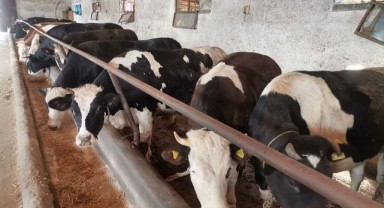 Pazarda, müşteriler ile satıcılar arasında kıyasıya pazarlık yapılıyor