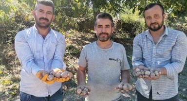 Kahramanmaraş’ta coğrafi tescilli ceviz ihracatı başladı 