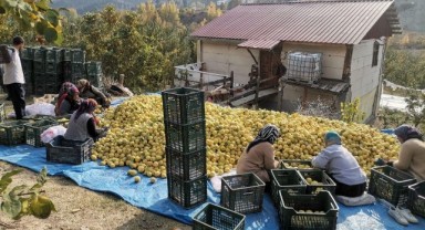 Kahramanmaraş'tan Ortadoğu'ya 5 Bin Ton Ayva İhracatı