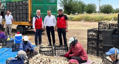 Kahramanmaraş’ta sarımsak hasadı başladı..