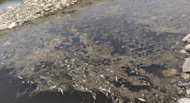 Toplu Balık Ölümleri Endişeye Yol Açtı.