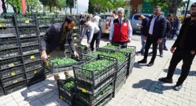 Büyükşehir’den Üreticiye 650 Bin Hibe Biber Fidesi 