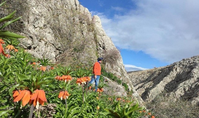Kahramanmaraş’ta ters laleler doğaseverleri büyülüyor