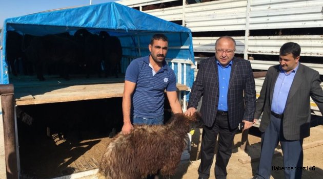 ELBİSTAN’DA GENÇ ÇİFTÇİLERİMİZE KÜÇÜKBAŞ HAYVANLARIN DAĞITIMI BAŞLADI