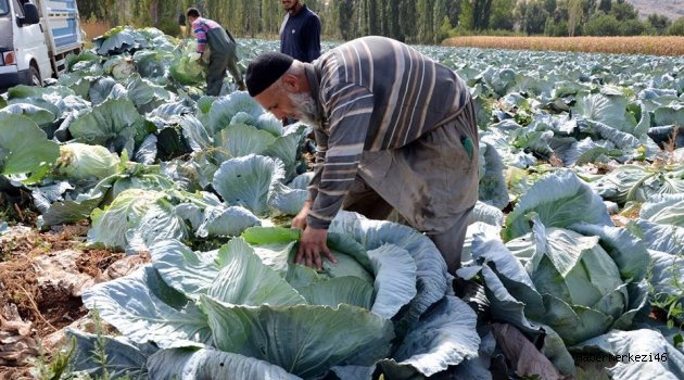 ELBİSTAN LAHANASINA GÖZ DEĞDİ