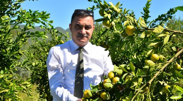 KAHRAMANMARAŞ’TA MANDALİNA YETİŞİR Mİ DİYE SORMAYIN!