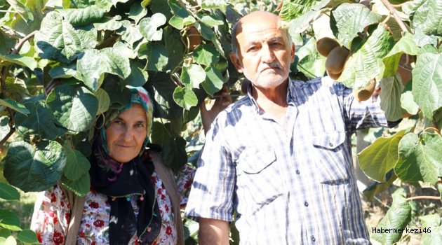 KİVİLERİMİZE HASAT YAKLAŞIYOR